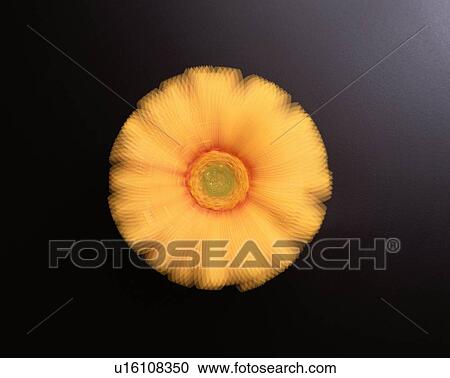 Yellow Gerbera Daisy View Large Photo Image Stock Image - Yellow Gerbera Daisy. Fotosearch
