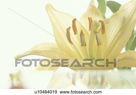 Stock Photo - Yellow Lily With Pollen. Fotosearch