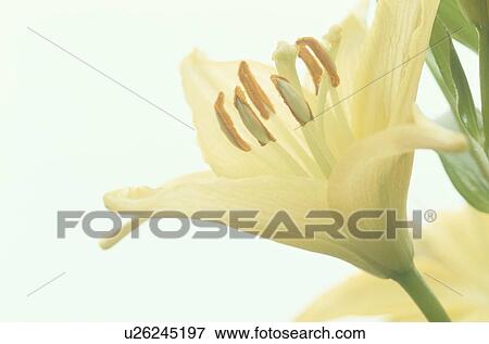 Stock Photo - Yellow Lily With Pollen. Fotosearch