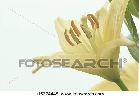 Stock Photography - Yellow Lily With Pollen. Fotosearch
