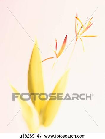 Stock Photo - Yellow Twig. Fotosearch