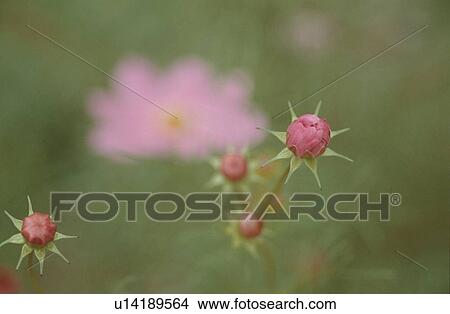 Bud Of Pink Flower View Large Photo Image Picture - Bud Of Pink Flower. Fotosearch
