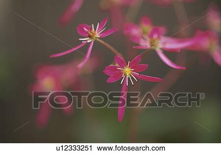 Capital Letter Grass View Large Photo Image Stock Image - Capital Letter Grass. Fotosearch
