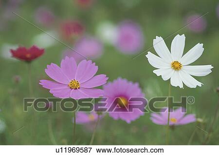 Cosmos Flowers View Large Photo Image Stock Photo - Cosmos Flowers. Fotosearch