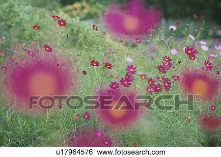 Cosmos Flowers View Large Photo Image Stock Photograph - Cosmos Flowers. Fotosearch