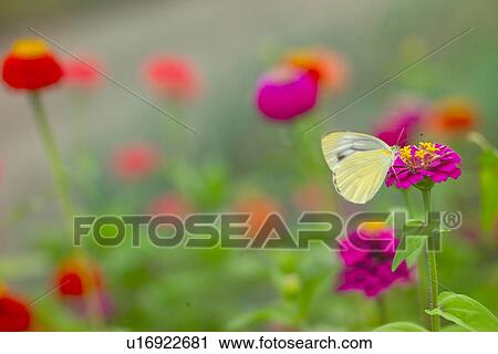 Flower And A Butterfly View Large Photo Image Stock Image - Flower And A Butterfly. Fotosearch