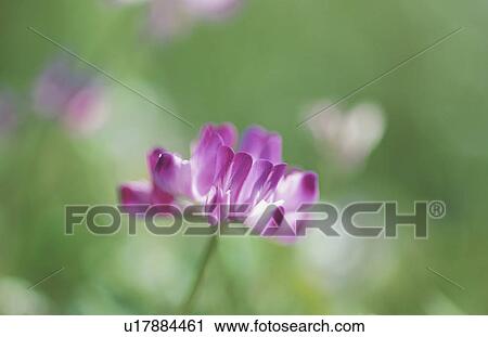 Lotus Flower View Large Photo Image Stock Image - Lotus Flower. Fotosearch