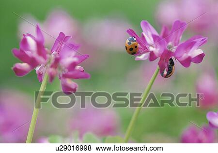 Stock Photo - Milk Vetches And Ladybugs. Fotosearch