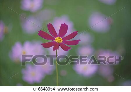 Red Cosmos Flower View Large Photo Image Picture - Red Cosmos Flower. Fotosearch