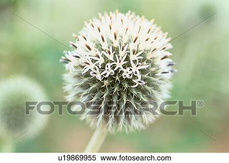 Stamens Of Round Flower View Large Photo Image Stock Photography - Stamens Of Round Flower. Fotosearch
