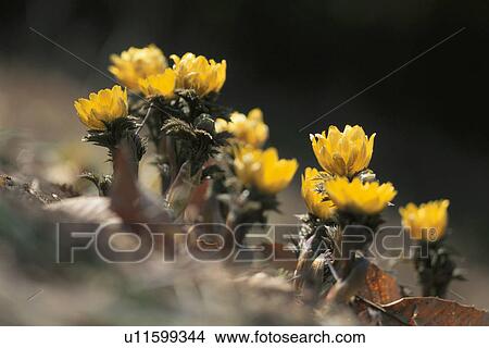 Picture - Adonis Amurensis. Fotosearch