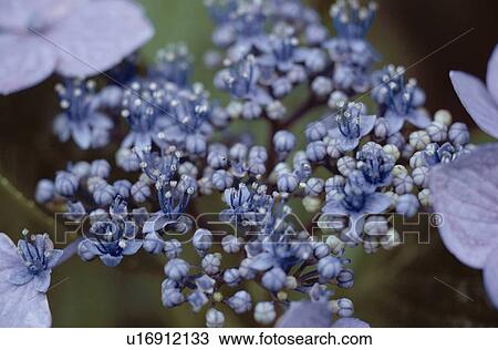 Stock Image - Blue Hydrangeas. Fotosearch