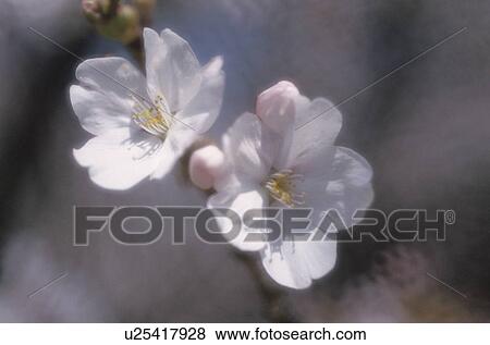 Stock Photo - Cherry Tree. Fotosearch