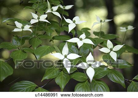 Stock Image - Dogwood. Fotosearch