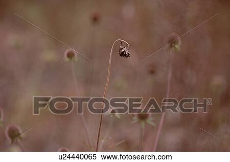 Stock Photography - Dried Flower Stem. Fotosearch