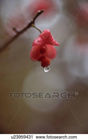Stock Image - Droplet On Red Flower. Fotosearch