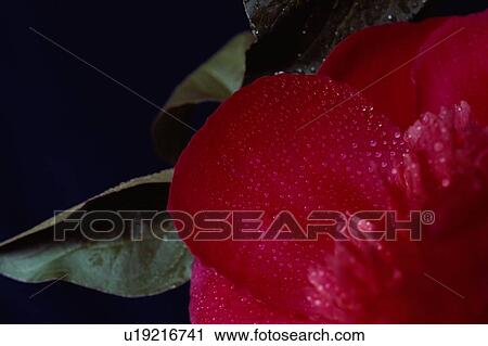 Droplets On Petal View Large Photo Image Stock Image - Droplets On Petal. Fotosearch