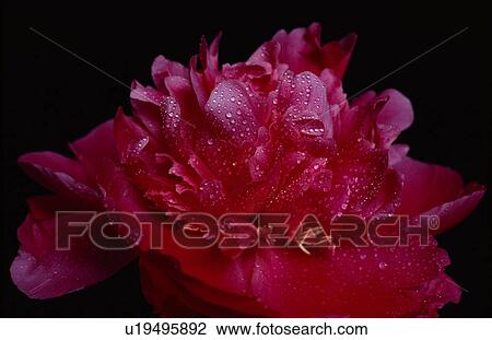 Droplets On Red Flower View Large Photo Image Stock Image - Droplets On Red Flower. Fotosearch