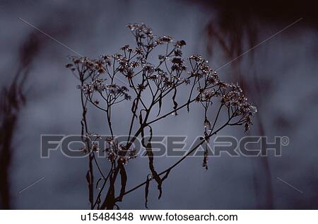 Stock Photo - Dry Grass In Silhouette. Fotosearch