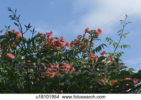 Picture - Flower. Fotosearch
