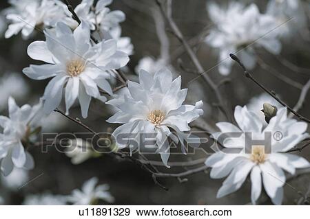 Stock Photo - Flower. Fotosearch