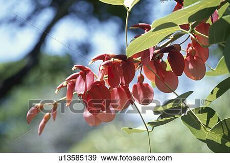 Flower View Large Photo Image Stock Photo - Flower. Fotosearch