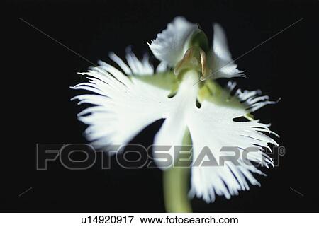 Flower View Large Photo Image Stock Photo - Flower. Fotosearch