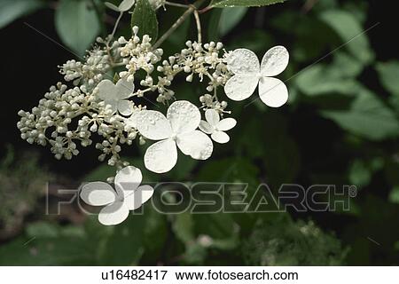 Flower View Large Photo Image Stock Photo - Flower. Fotosearch