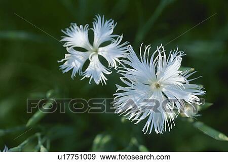 Flower View Large Photo Image Stock Photo - Flower. Fotosearch