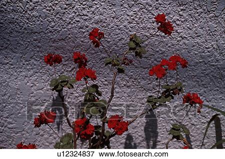Flowers Against Concrete Wall View Large Photo Image Stock Photo - Flowers Against Concrete Wall. Fotosearch