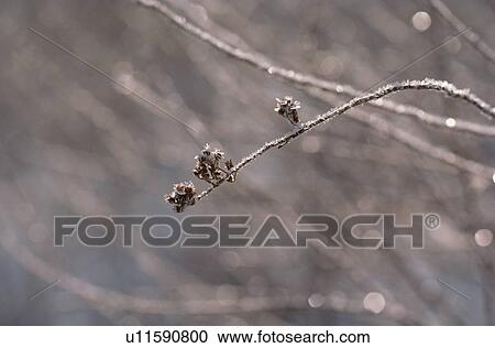 Stock Image - Frost On Flower Stem. Fotosearch