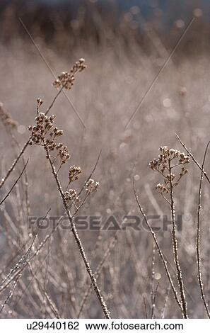 Stock Image - Frost On Flower Stem. Fotosearch