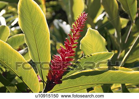Stock Image - Ginger. Fotosearch