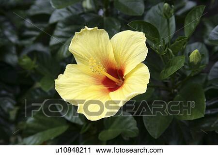 Hibiscus View Large Photo Image Stock Image - Hibiscus. Fotosearch