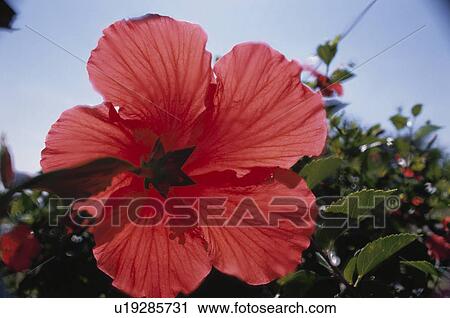 Stock Image - Hibiscus. Fotosearch