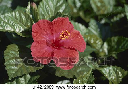 Stock Photo - Hibiscus. Fotosearch