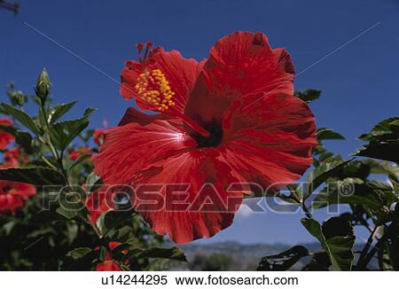 Hibiscus View Large Photo Image Stock Photography - Hibiscus. Fotosearch