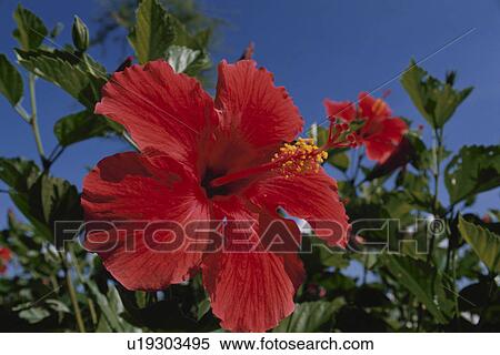 Hibiscus View Large Photo Image Stock Photography - Hibiscus. Fotosearch