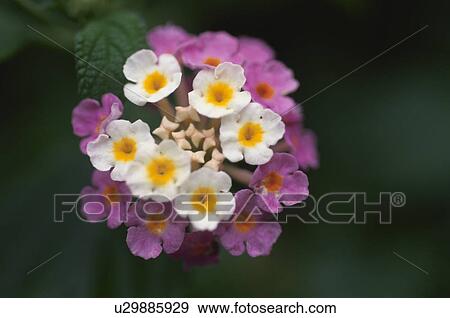 Stock Photo - Lantana. Fotosearch