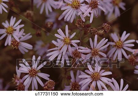 Stock Image - Marguerite Daisies. Fotosearch