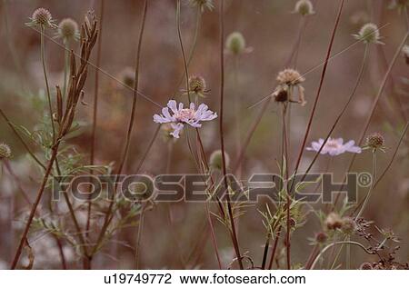 Stock Image - Marguerite Daisies. Fotosearch