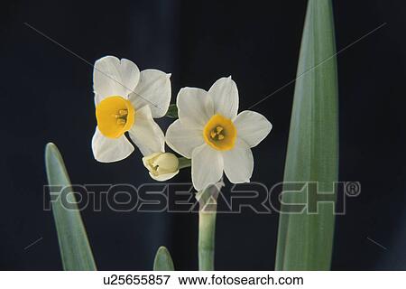 Stock Photo - Narcissus. Fotosearch
