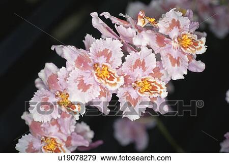 Stock Photo - Orchid. Fotosearch