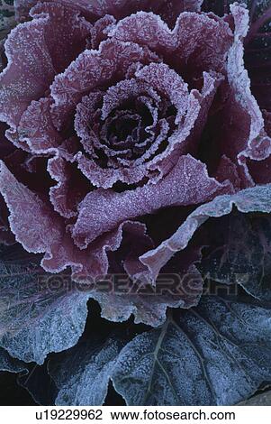 Ornamental Kale View Large Photo Image Stock Image - Ornamental Kale. Fotosearch