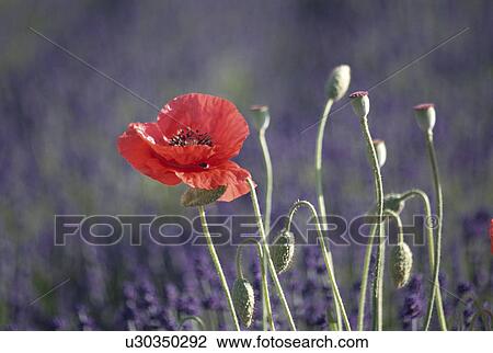 Poppy View Large Photo Image Stock Image - Poppy. Fotosearch