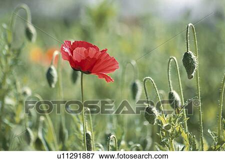 Stock Photo - Poppy. Fotosearch