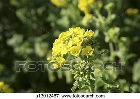Rape Blossoms View Large Photo Image Stock Photo - Rape Blossoms. Fotosearch