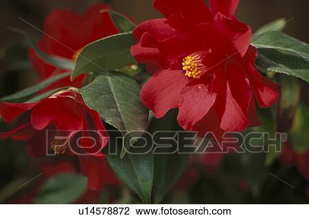 Stock Image - Red Camellia. Fotosearch