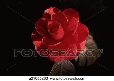 Stock Image - Red Rose. Fotosearch