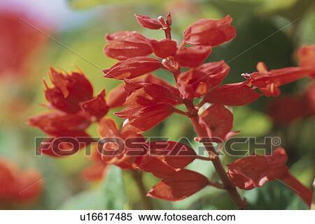 Salvia View Large Photo Image Stock Photography - Salvia. Fotosearch